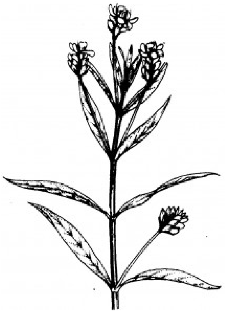 Diagram of a Water willow with a thin stem, long thin leaves, and blooms a the end of each stem.