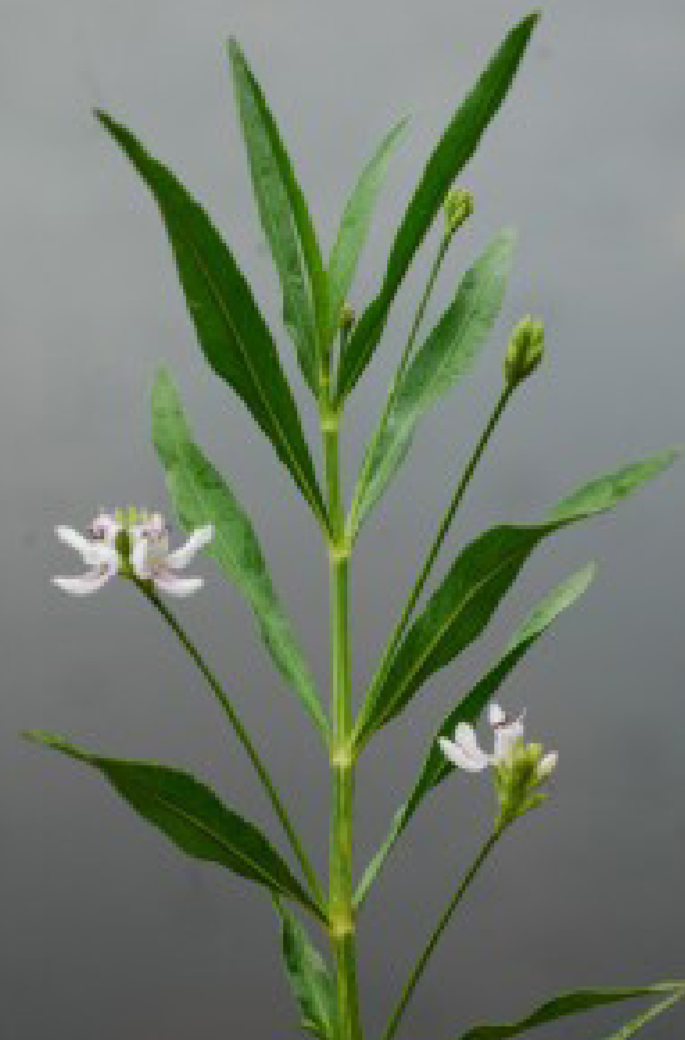 Singular water willow with many leaves spread out along its tall slender stem, and two blooming white flowers attached.