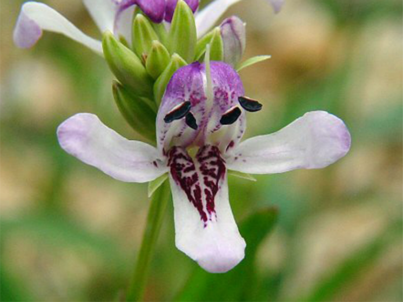 Close up of water willow flowers depicting four petals that are mostly white, but have purple towards the center of the flower.