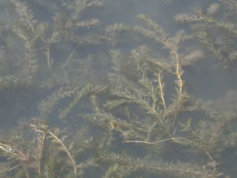 Eurasian Milfoill taking over a pond with fern like branches moving with the water.