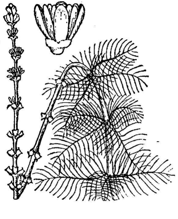 Illustration of Eurasian Milfoil that details the fern like leaves of the plant as well as buds and a flower.