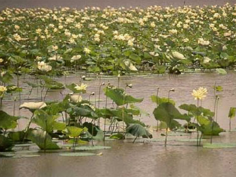 Tall green lily pads standing up out of the water. Most of the leaves do not touch the ponds surface. There are large yellow-white flowers standing among them, equally as tall..