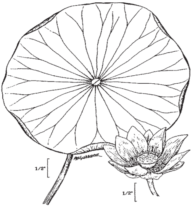 Illustration of American Lotus leaf with a plate like appearance and it's flower.