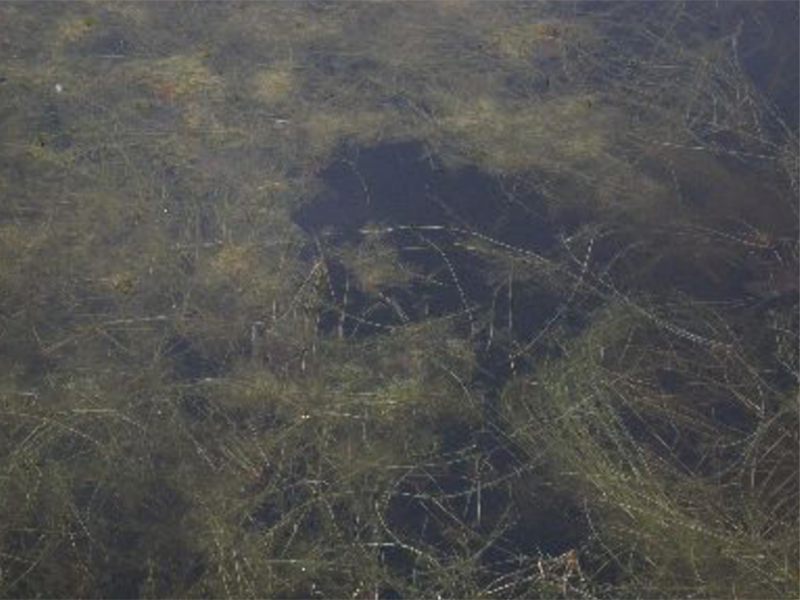 Tangled Southern Naiad plants resting beneath the surface of a pond.