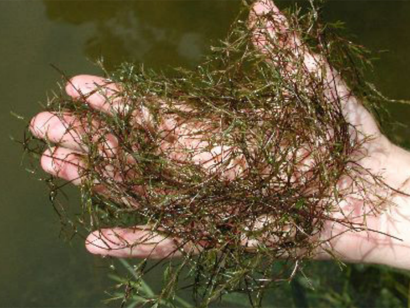 Close up of Southern Naiad plant being held in a hand. The plant is so thick it blocks the majority of the hand from view with a tangled almost hair like structure.