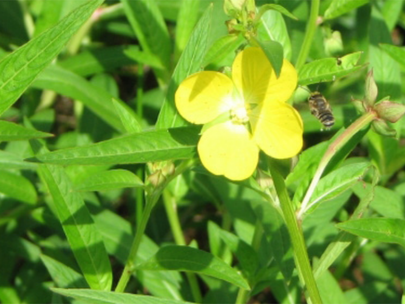 Close up of a yellow Creeping Water Primrose flower.