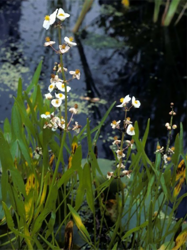 Example of Arrowhead plant that has multiple white flowers with yellow centers on tall thin green stem.