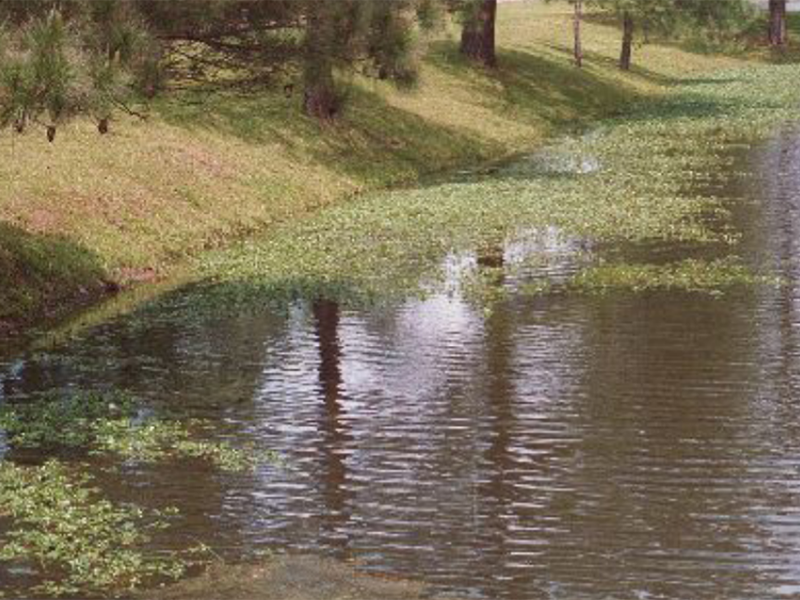 A ponds edge covered with Creeping Water Primrose rooted at the shore and the floating "vine" it produces.