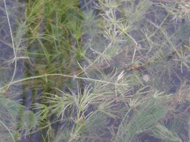 Chara plant with many thin needle like leaves floating below a ponds surface.