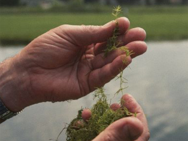 Close up of a hand holding a single strand of a Chara plant, showing its small needle like leaves.