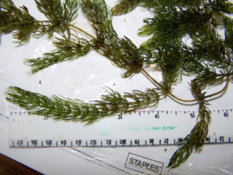 A coontail plant laid on a table on top of a ruler measuring the plant at about 7 inches long.