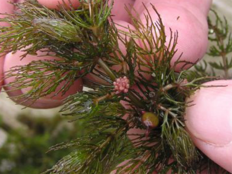 Close up of Coontail plant being held between a forefinger and thumb showing the tiny projections of whorled leaflets.