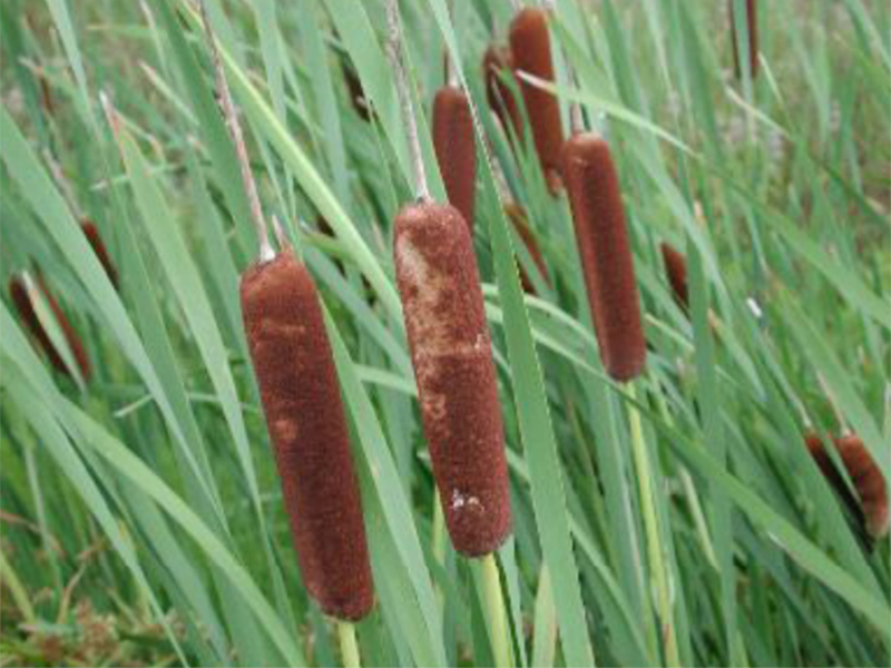 Close up of the brown ends of Cattail Plants.