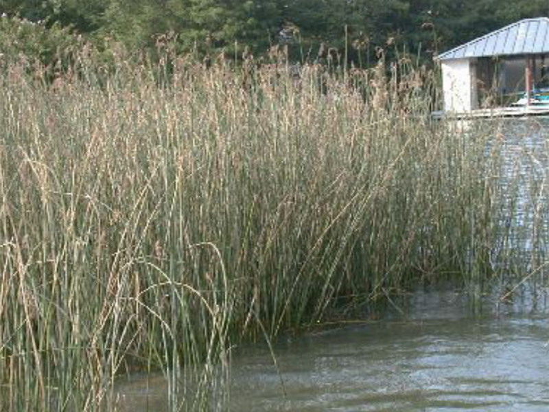 Bulrush standing tall on the edge of the pond shoreline.