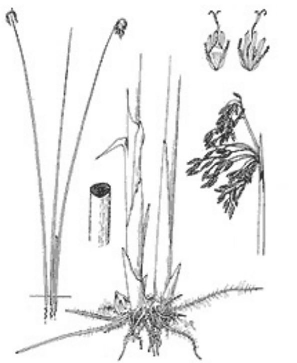 Illustration of a Bulrush stem with the small leaves at the top of the plant and root system at the bottom.