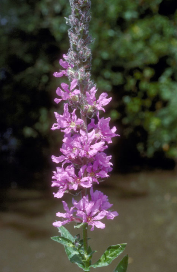 Close up of a cluster of purple Loostrife blooms.