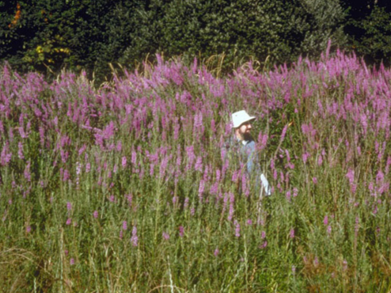 Many bloomed out Purple Loosestrife together. There are trees in the background and a person with a hat sitting in the middle of the Loosestrife plants that is almost hidden by them.