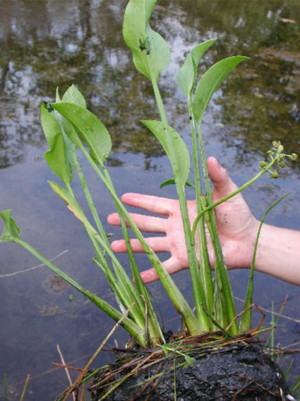 Close up of the Arrowhead plants vibrant gree leaves being held by a hand.