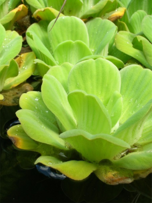 Close up of a bright green Water Lettuce plant with thick leaves in a lettuce like structure.