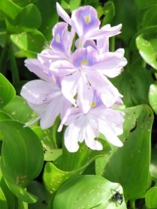 Close up of a cluster of light purple flowers with a yellow spot in the middle.