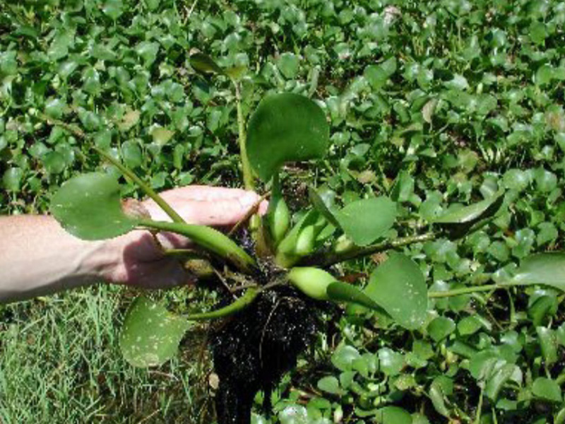 A hand lifting up a singular Water Hyacinth plant emphasizing the thick shovel shaped leaves.