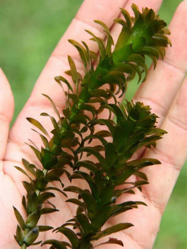 Two stems of dark green Brazillian Waterweed being held in the flat palm of a hand.