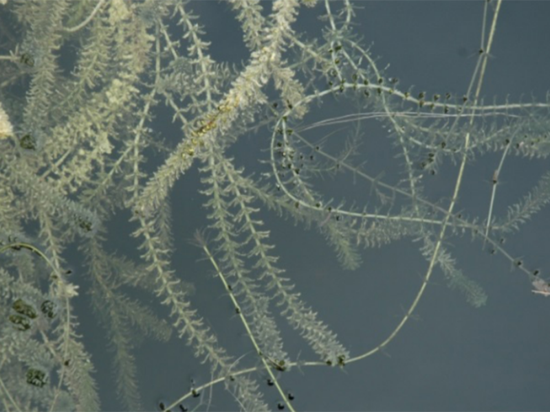 Tendrils of a large hydrilla plant just underneath a ponds surface.