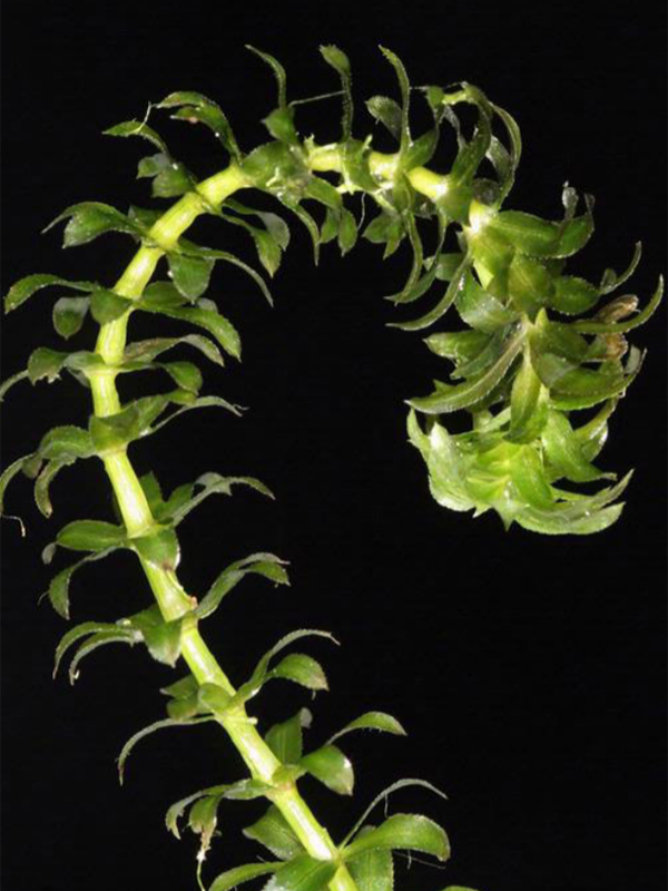 A close up of the end of a curled Hydrilla plant with leaves that almost appear to posess petal like qualities.