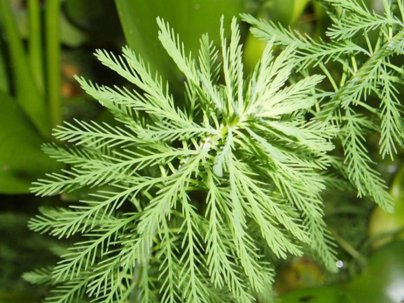 A close up of the texture of the Parrotfeather Watermilfoil. The leaves resemble cedar tree leaves.