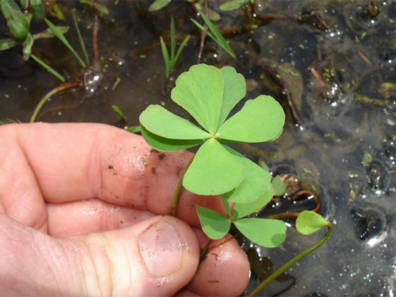 A person holding a small spring of green Waterclover in their hand.