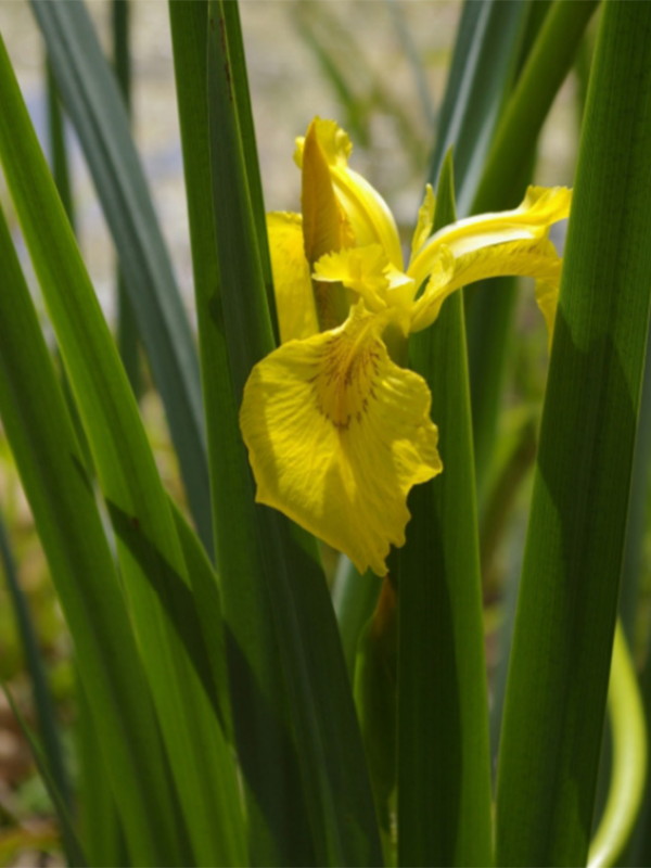 Close up of a Yellow Iris flower.