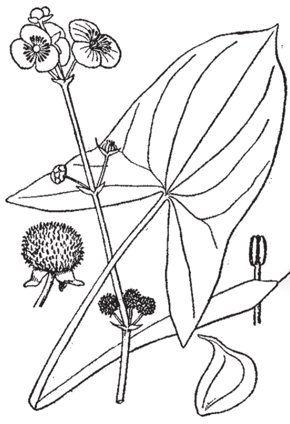 Illustration of Arrowhead plant showing the arrowhead like shape of the leaves, the shape of the flowers, and the round but spiky buds.