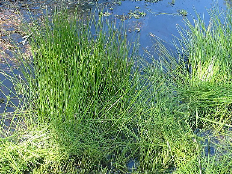 Green grass like Spike Rush on the edge of a pond.