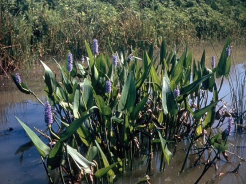 Pickerelweed with broad green leaves and purple stacked flowers growing in shallows of a pond.