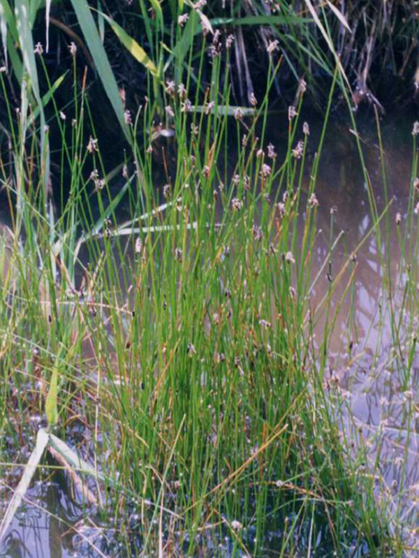 Spike rush with small blooms on the top of thin grass like blades.
