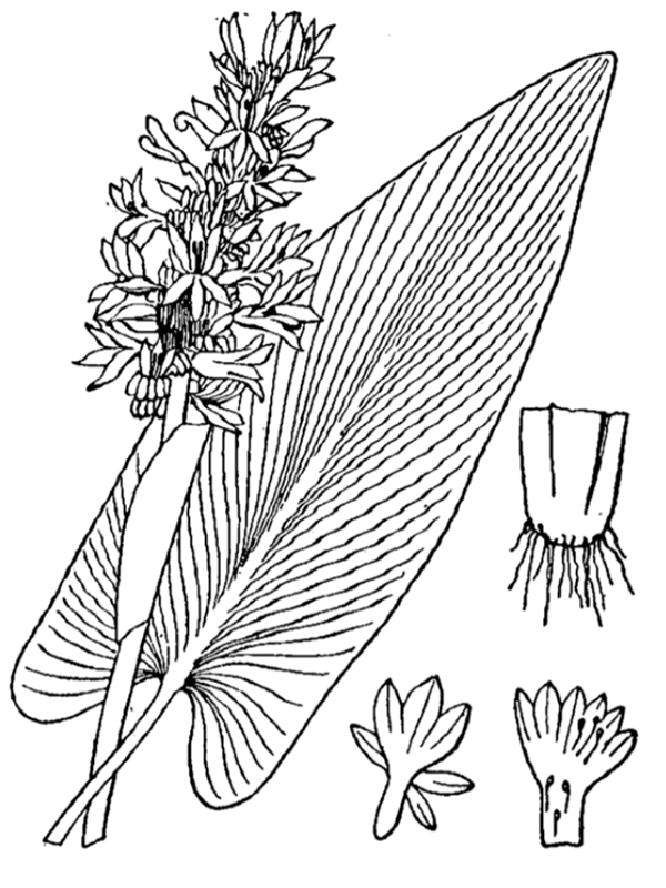Illustration of Pickerelweed demonstrating the veining of the leaves, one set of the small flower blooms, and a visual of the plants root system.
