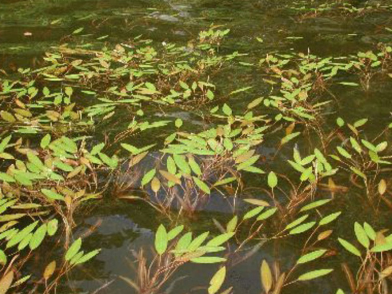 Many green leaves connected by stems floating on and near the surface of pond water.