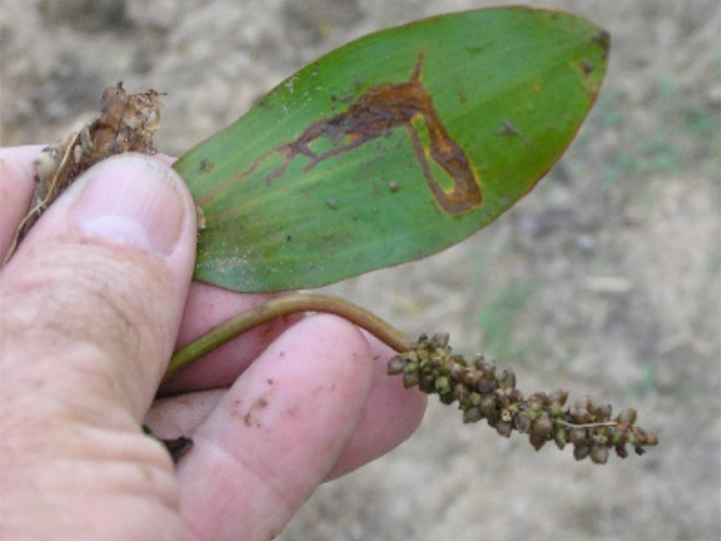 A close up of the American Pondweed leaves being held between two fingers.