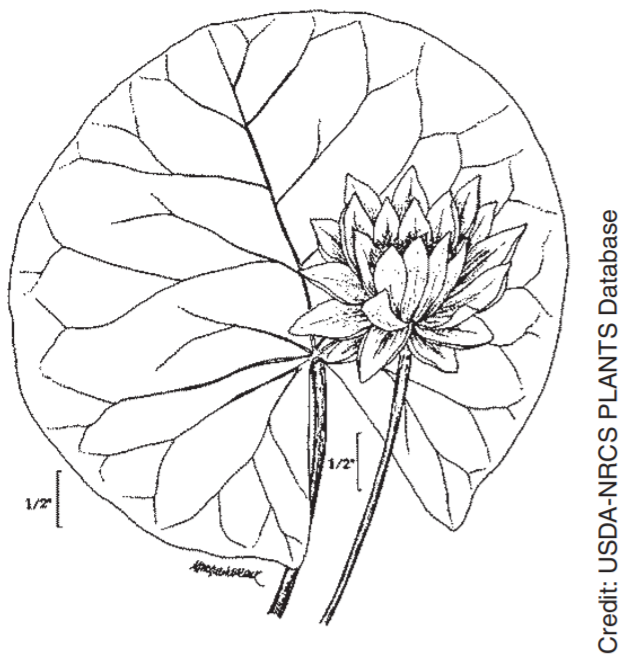 A picture is showing Dulichium. Dulichium arundinaceum is binominal name  for Dulichim. This is an aquatic or semi-aquatic plant, vintage line drawing  Stock Vector Image & Art - Alamy