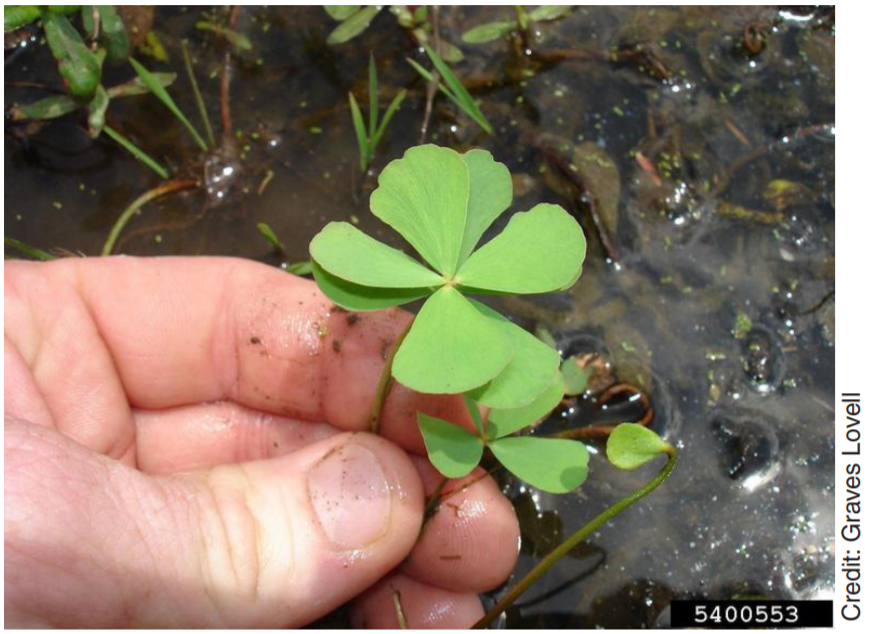 Pond Plants Weeds or Beneficial? Oklahoma State University