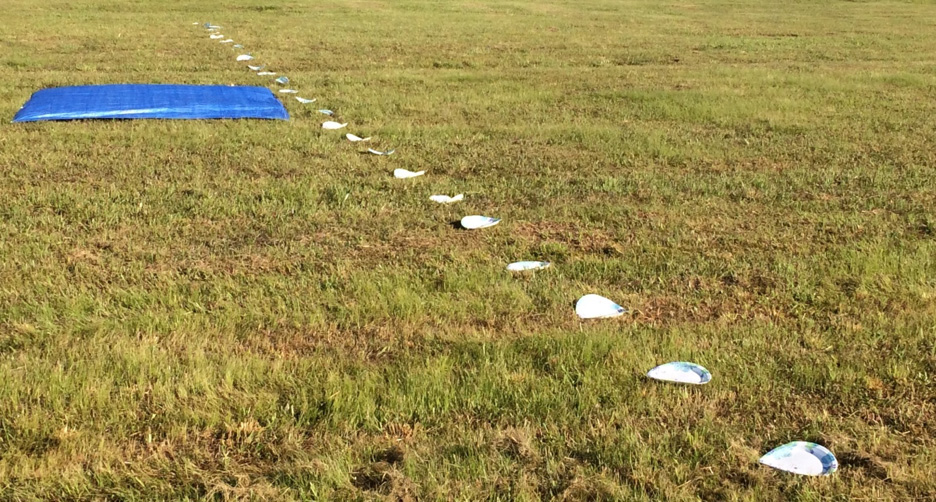 Tarp staked down in field in Step 3 of Tarp Method, and paper plates stuck into the soil in Steps 4 through 6 of the Paper Plate Method.
