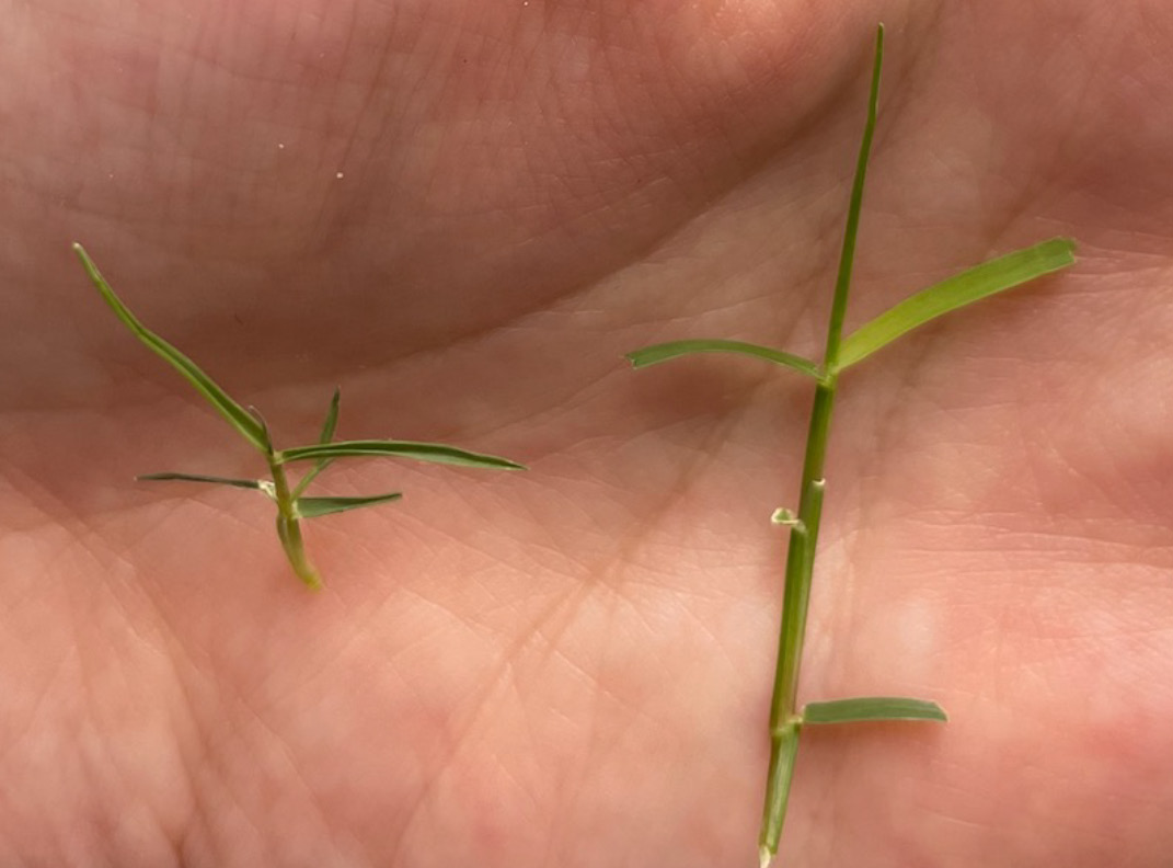 A person holding two pieces of grass in the palm of their hand with a white arrow pointing at one of them.