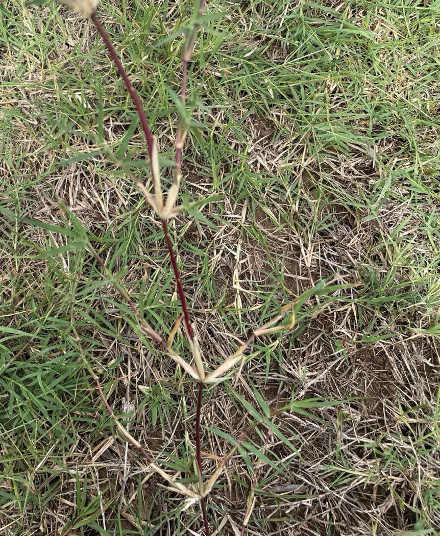A patch of green bermudagrass with a white arrow pointing at one of the stems.
