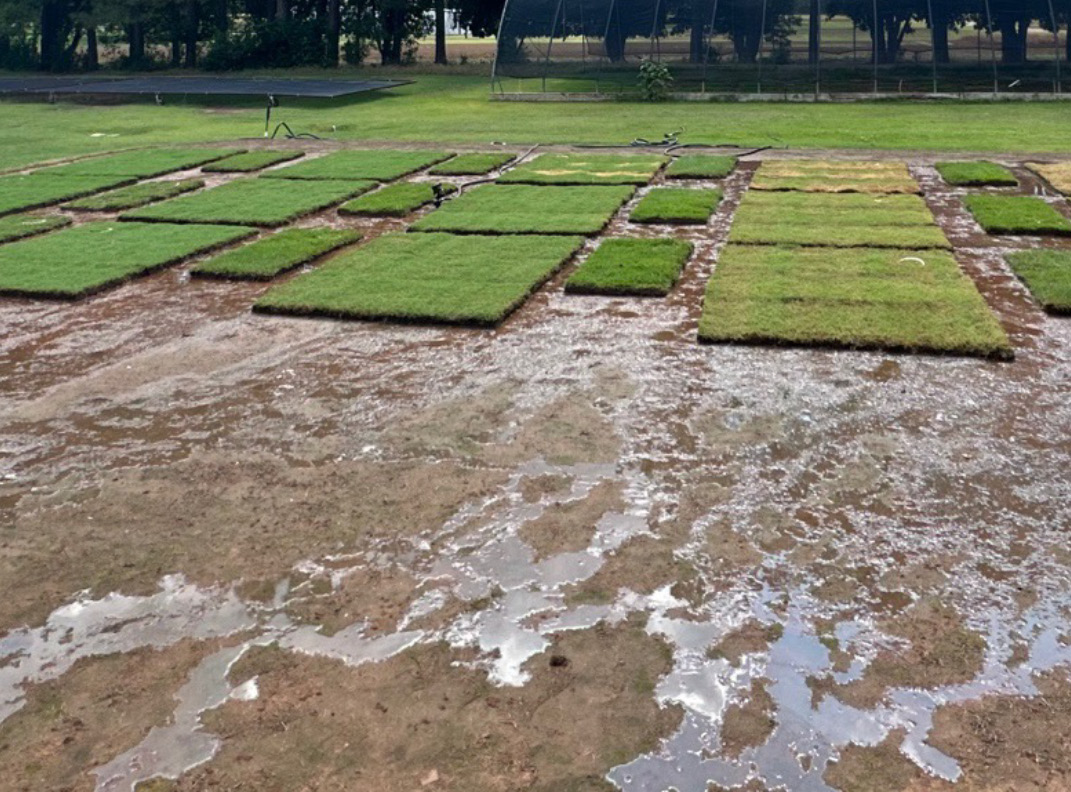 A small field of turfgrass with dirt on the otherside to show the water runoff due to overwatering.