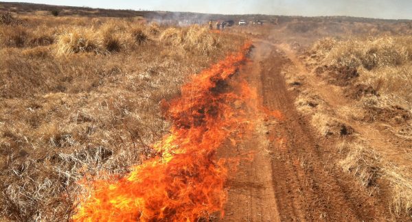 A prescribed fire
