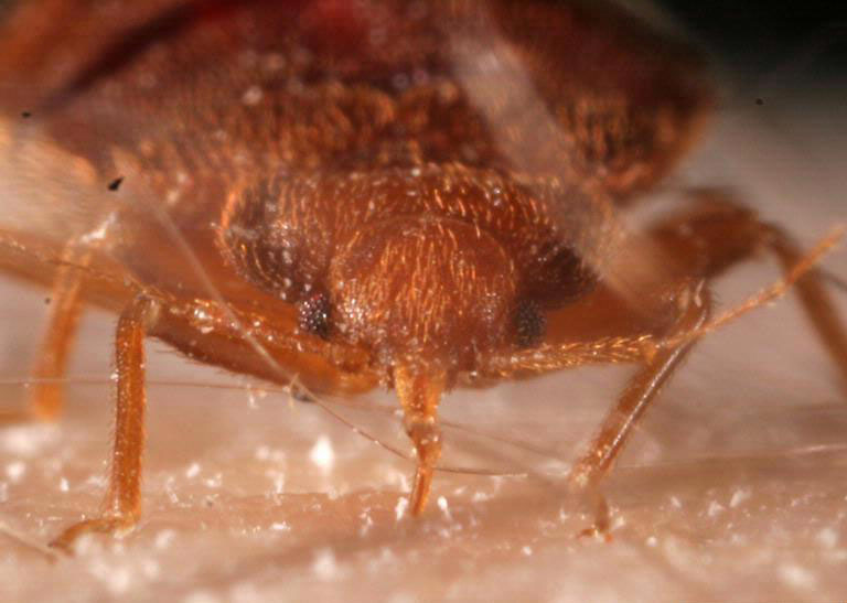 A close up of a bed bug feeding.