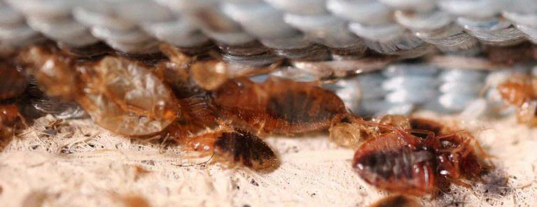 A large group of bed bugs hiding under a mattress.