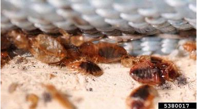 Bed bugs hiding under a mattress. 