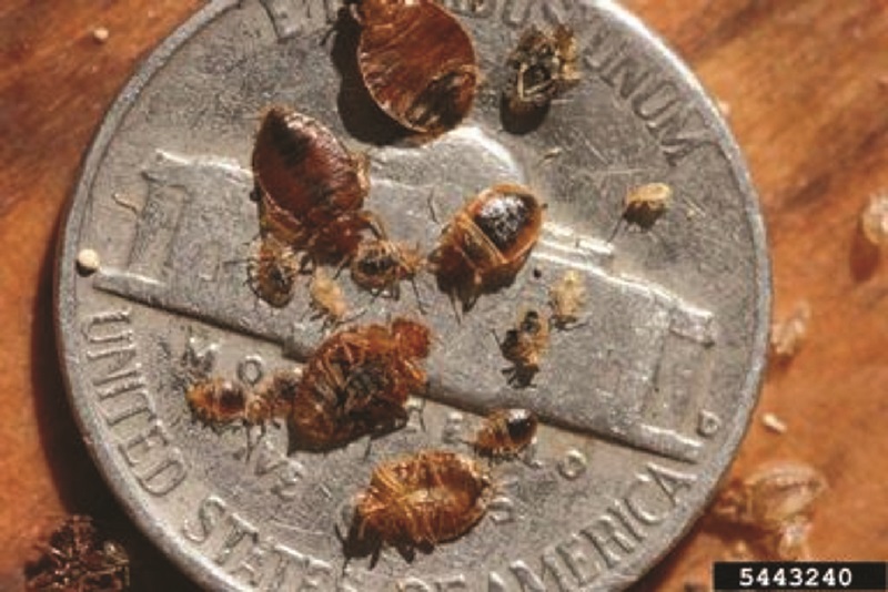 Bed bugs on a coin.