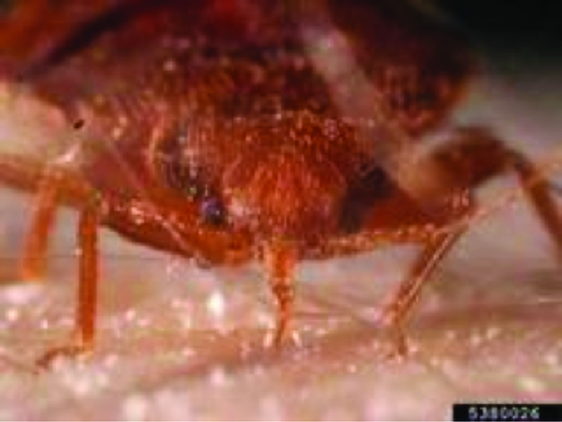 Bed bug feeding with needle-like beak.